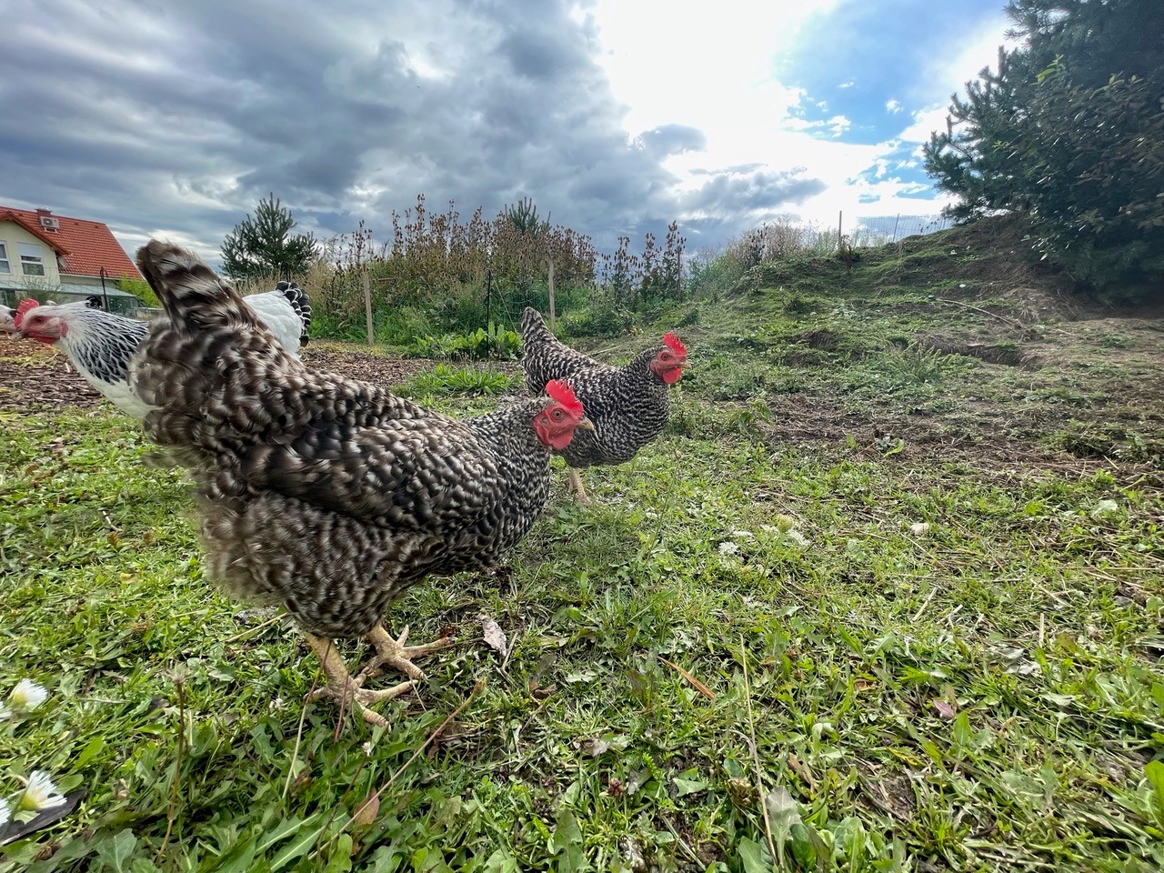 Der echte Hühnerhof mit den Hühnern Sunny und Honey mit im Grünen.